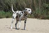 DALMATIEN 282